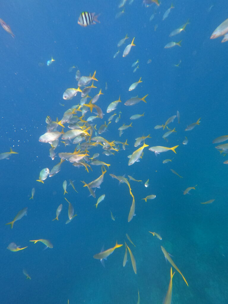 Fish at Malwawey Coral Garden, Coron, Philippines
