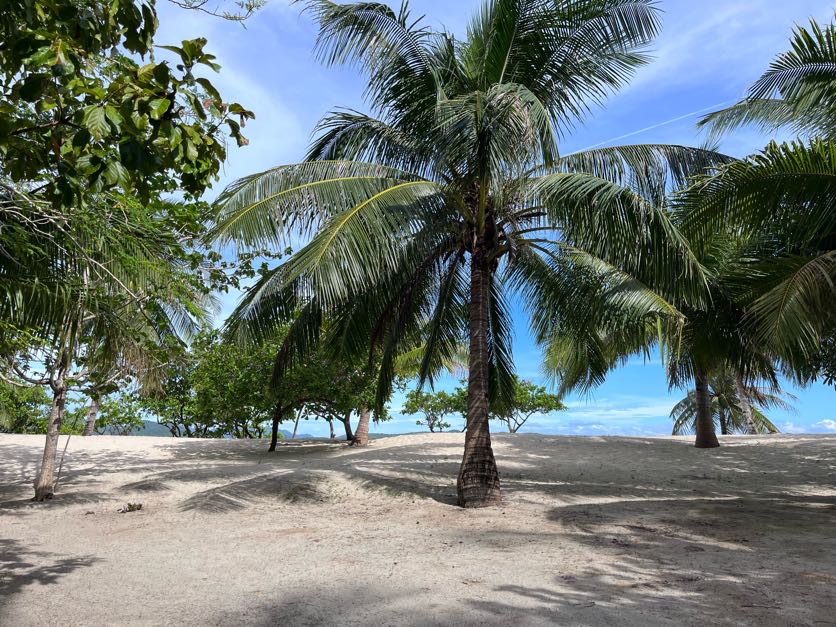 Palm trees on Black Island in Coron
