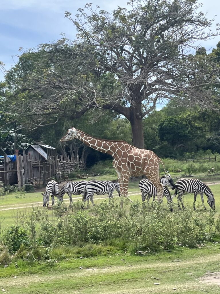 Giraffes and Zebra at Calauit Safari Park, Coron