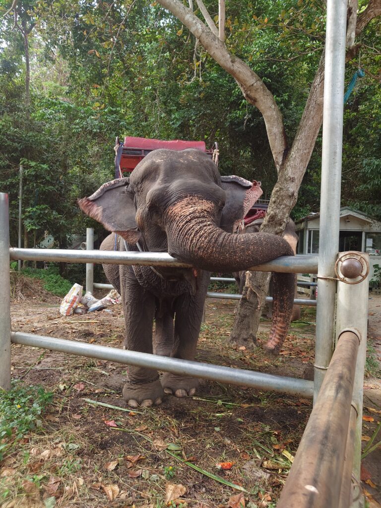 Elephant at Na Muang Waterfalls, Koh Samui, Thailand