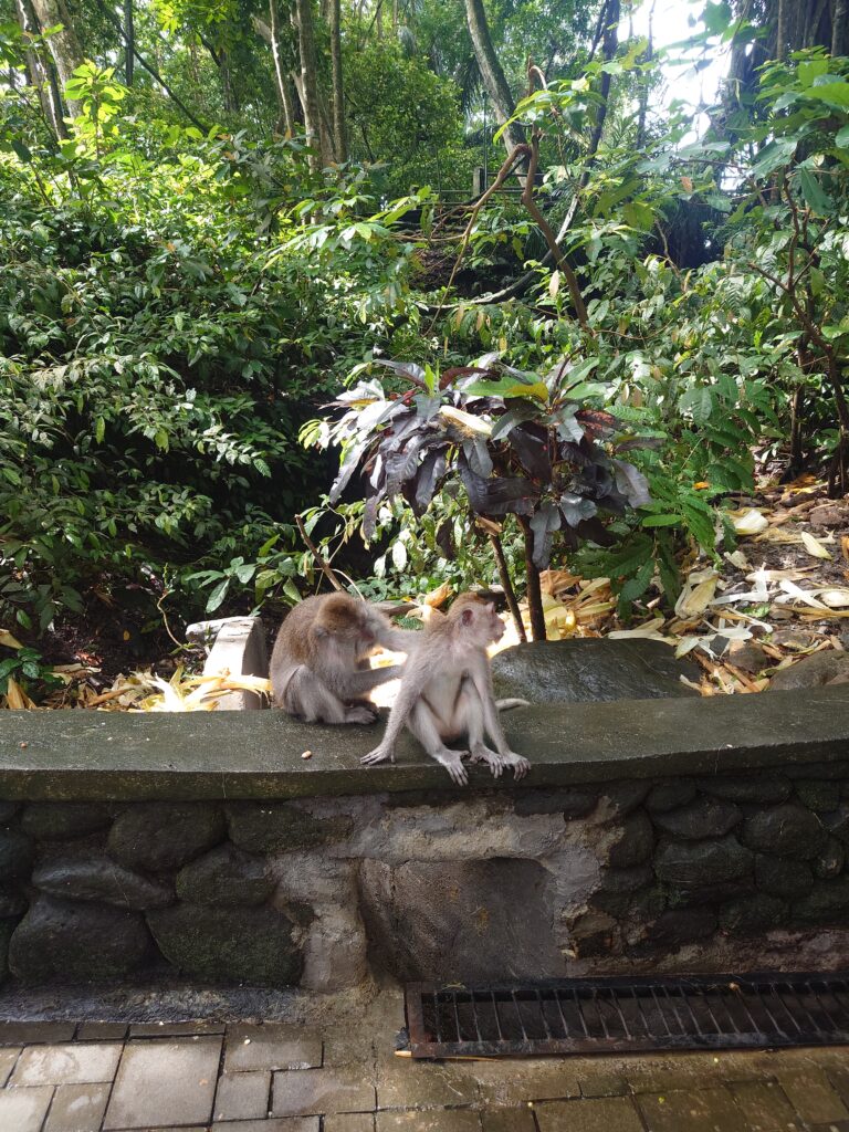 Monkeys at the Sacred Monkey Forest Sanctuary in Ubud, Bali, Indonesia