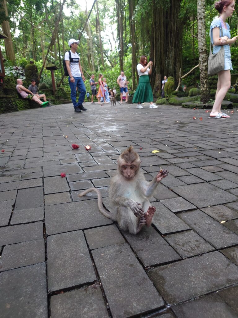 Baby Monkey at the Sacred Monkey Forest Sanctuary in Ubud, Bali, Indonesia