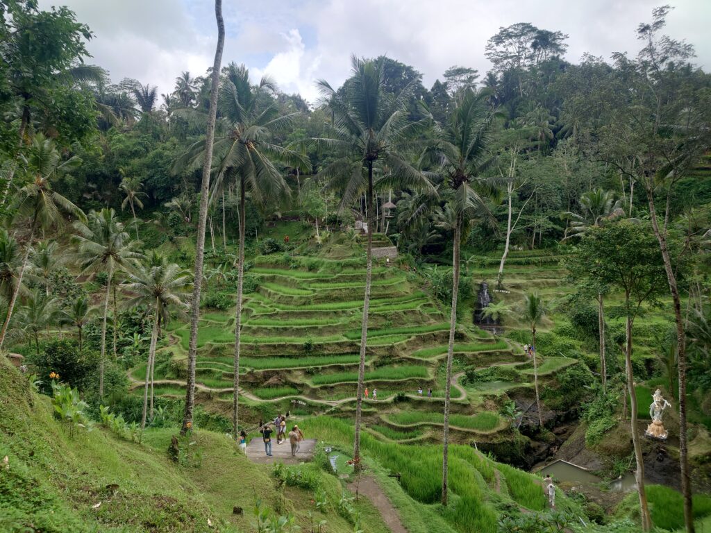 Rice terraces at Uma Ceking, Ubud, Indonesia