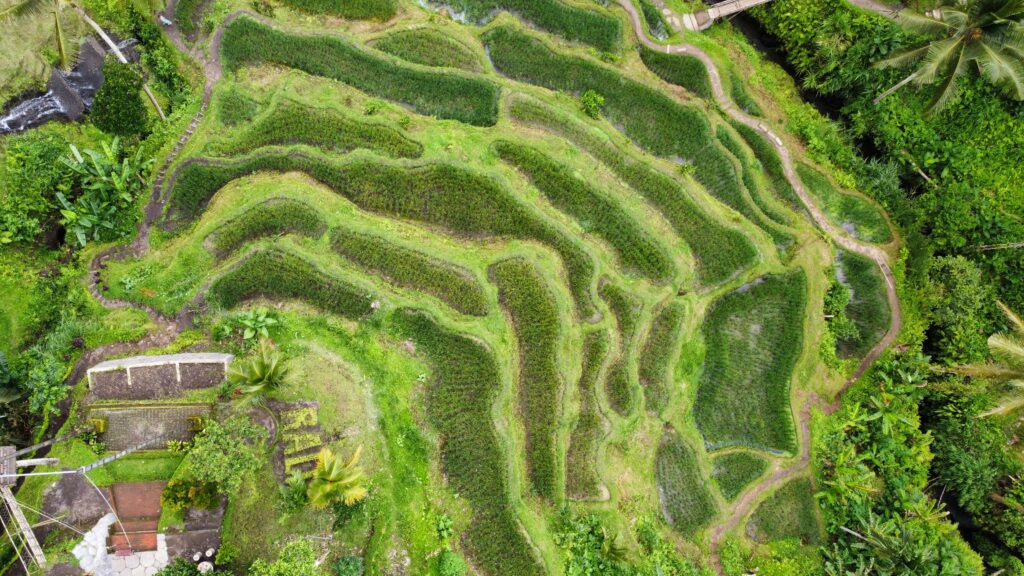 Aerial view of the rice terraces at Uma Ceking, Ubud, Indonesia