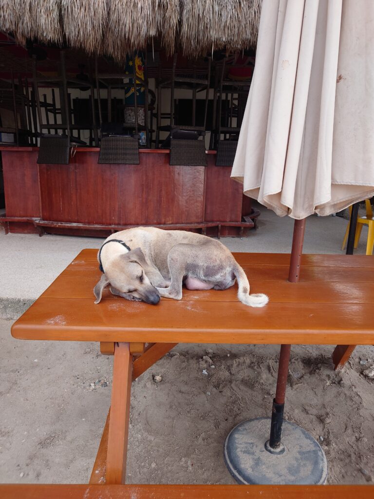 Dog chilling on a table at Alona Beach, Panglao Island, Bohol, Philippines
