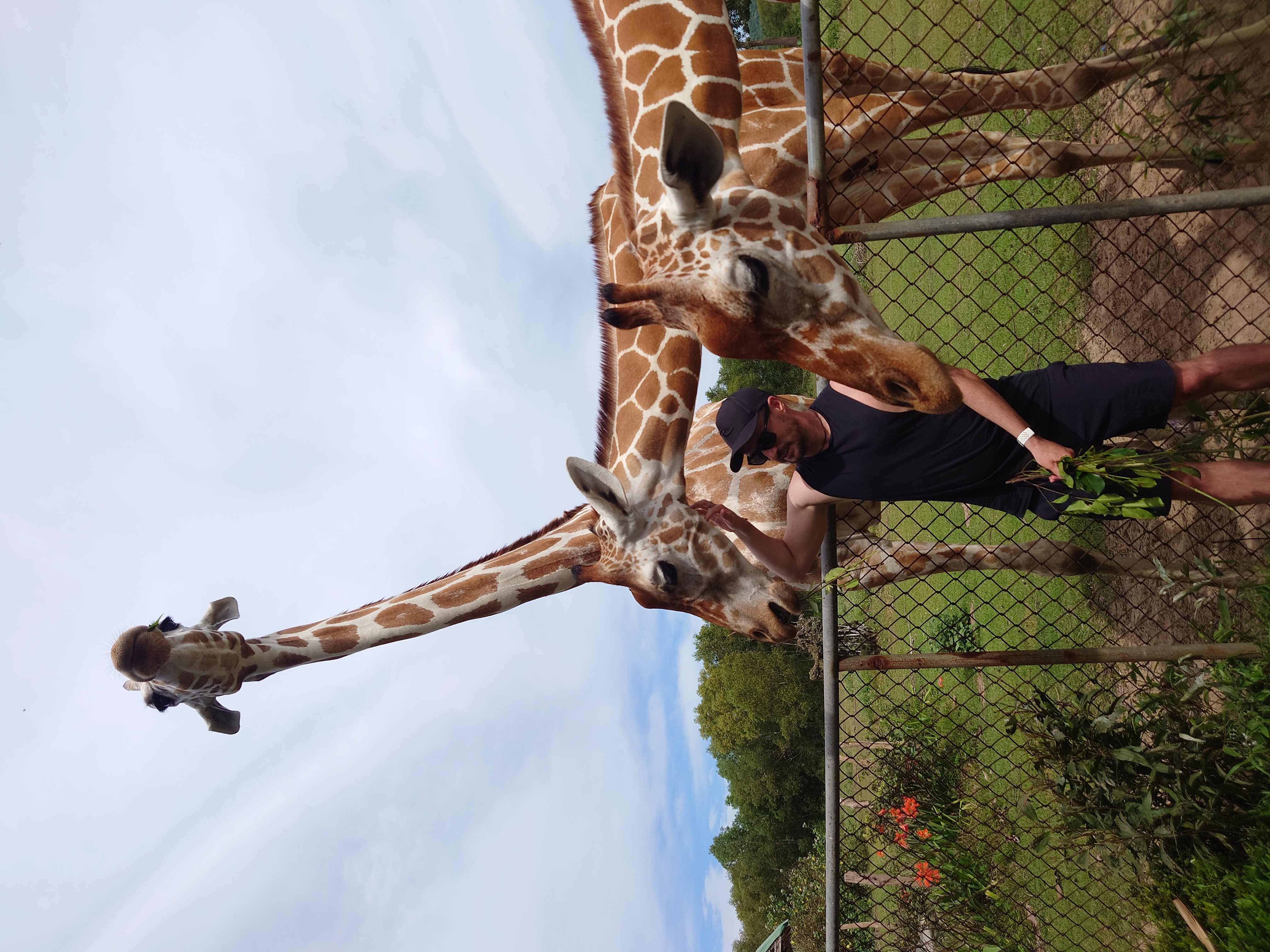Rhys Sain with the Giraffes at Calauit Safari Park, Coron