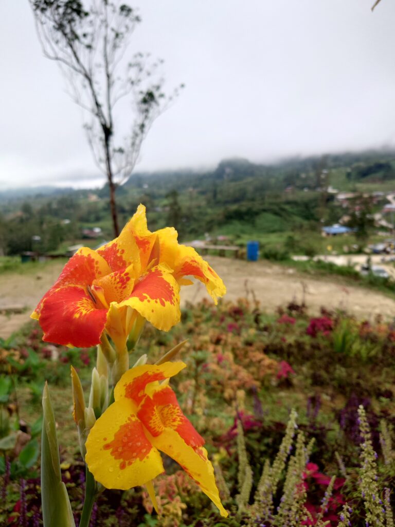 Bright flowers on the way up Osmeña Peak, Cebu, Philippines