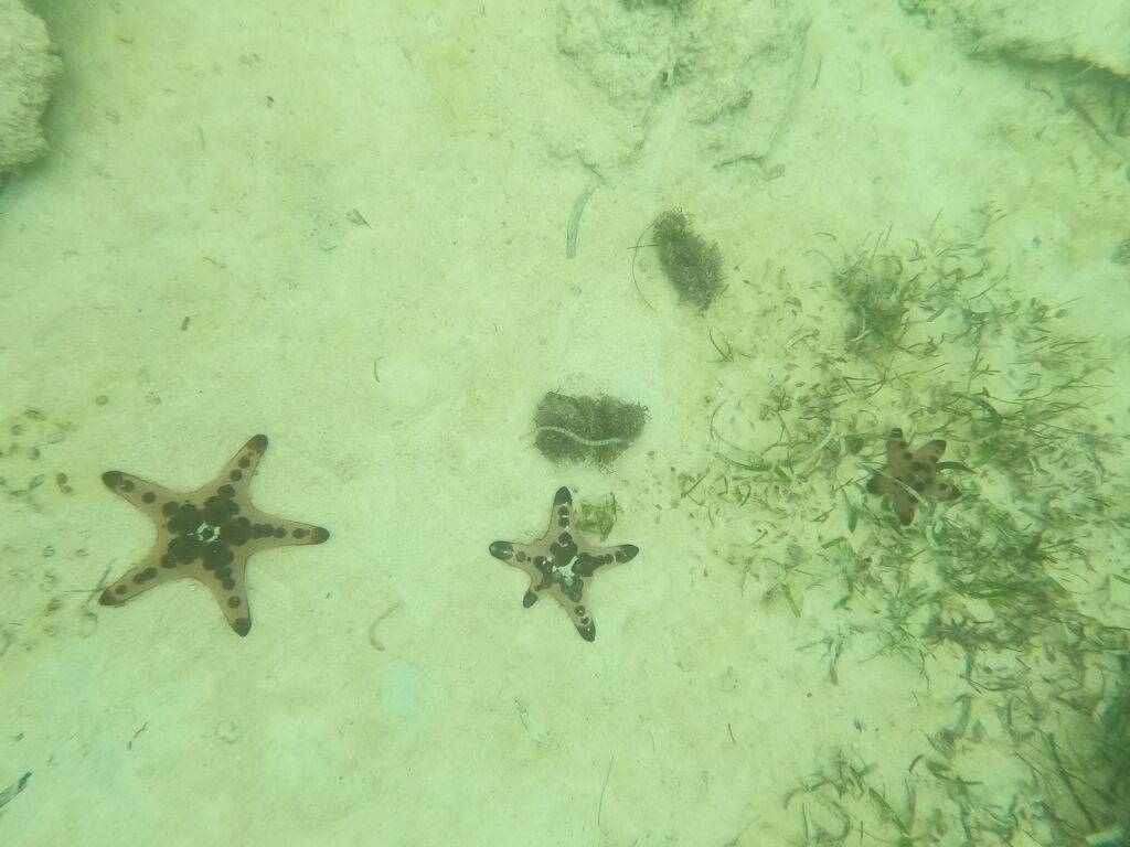 Starfish at Alona Beach on Panglao Island, in the Philippines