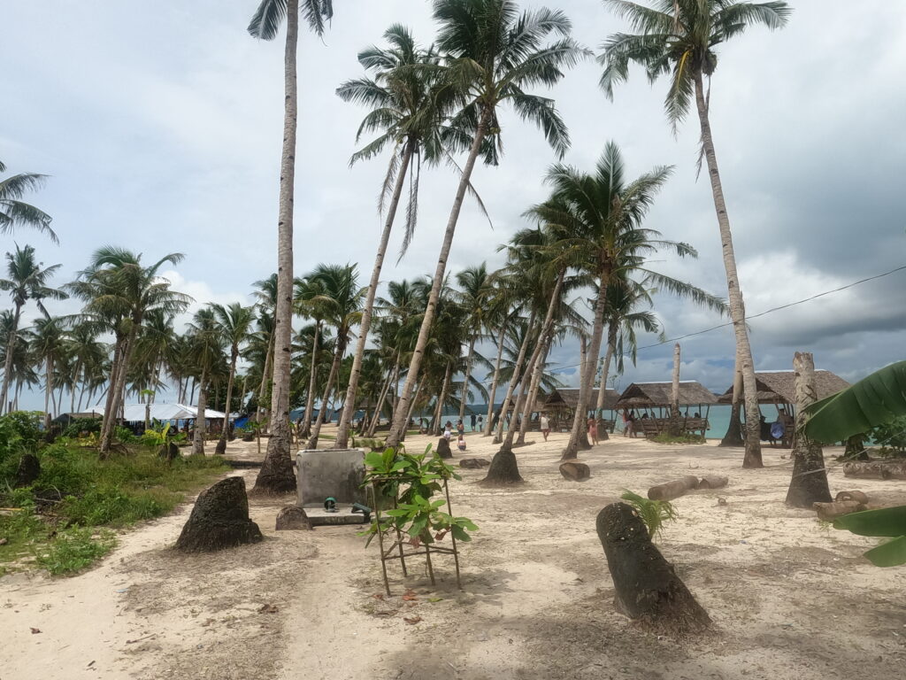 Palm trees on Daku Island, Siargao