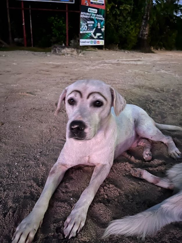 A dog with painted eyebrows at the Cloud 9 boardwalk in General Luna, Siargao