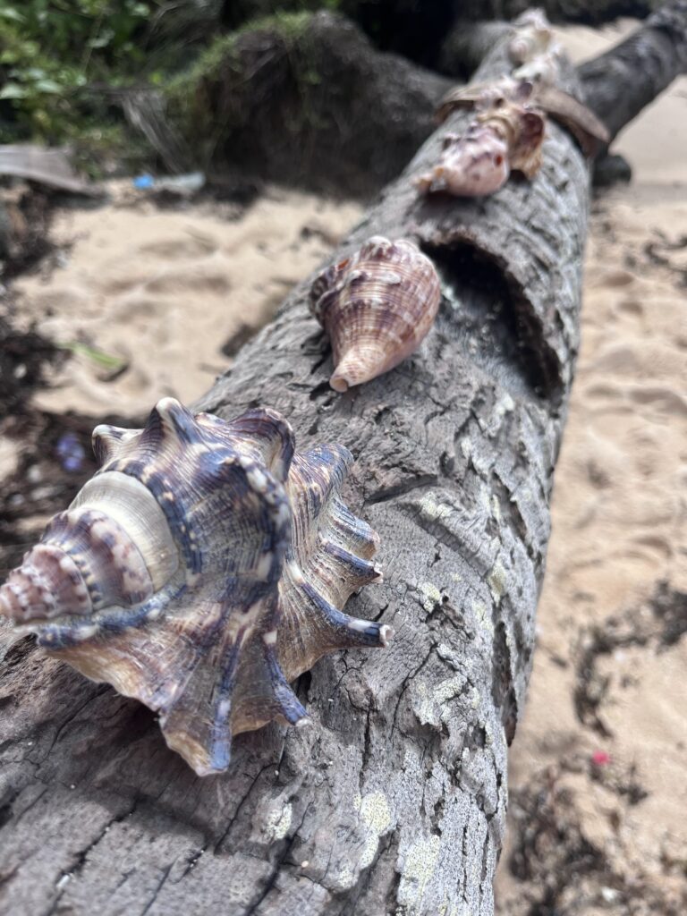 Shells on a tree stump at Guyam Beach, Siargao, Philippines