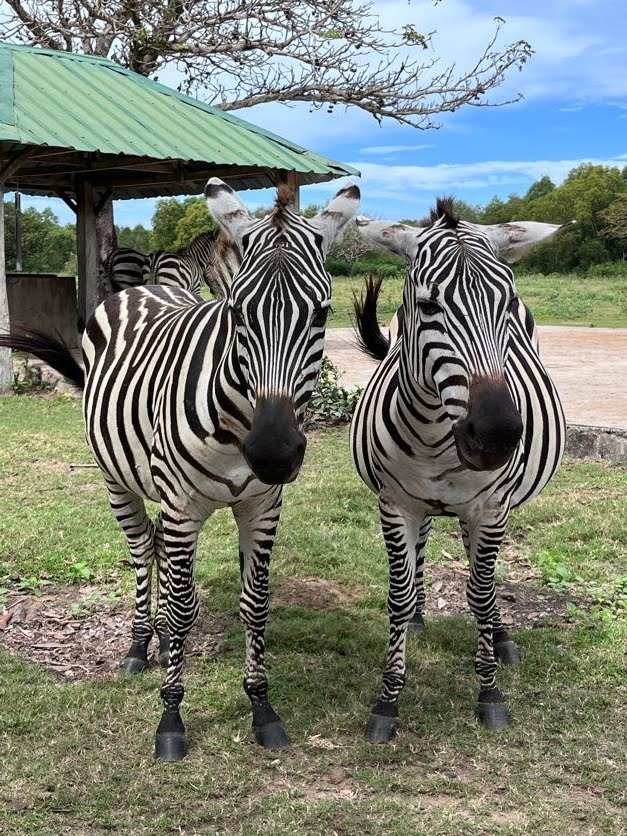 Zebra at Calauit Safari Park, Coron