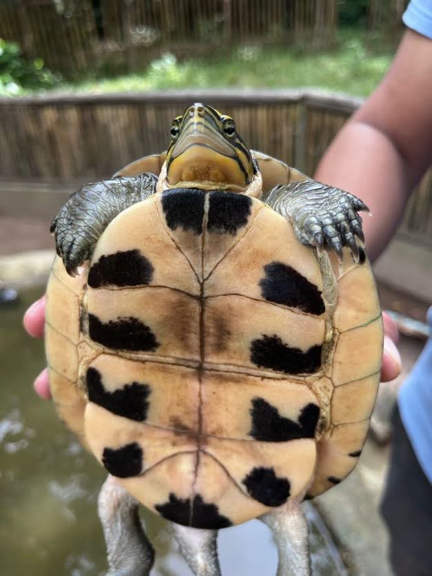 Turtle at Calauit Safari Park, Coron