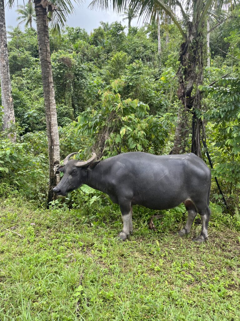 Buffalo chilling on the side of the road in Siargao, Philippines