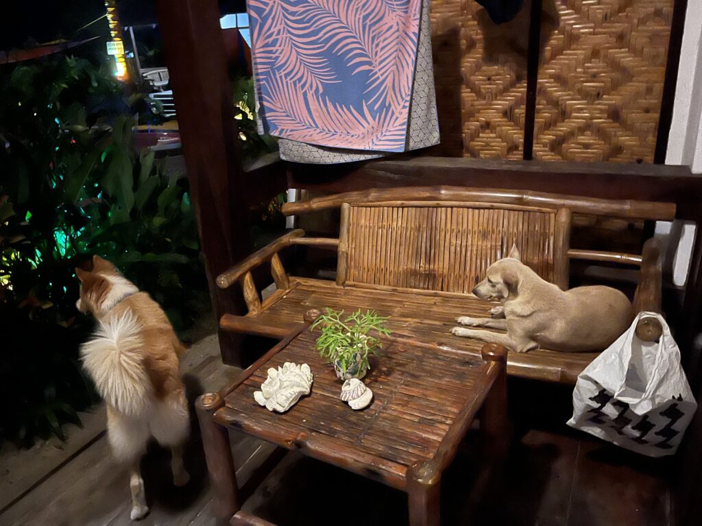 Dogs guarding our room at Romantic Beach Villas in General Luna, Siargao